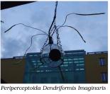 Periperceptoide Dendriformis Imaginaris